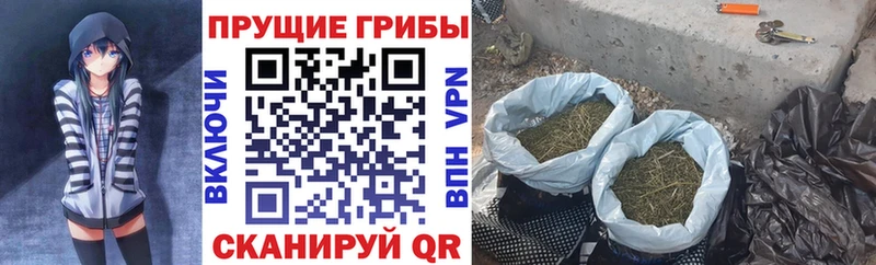 Купить где  Кумертау  Псилоцибиновые грибы Psilocybe 